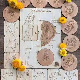 Montessori Puzzle Children's Educational Human Anatomy Science Animal Planet 3 To 6 Years Old Wooden Multi-layer Puzzle Toy (Color: Pregnant woman)